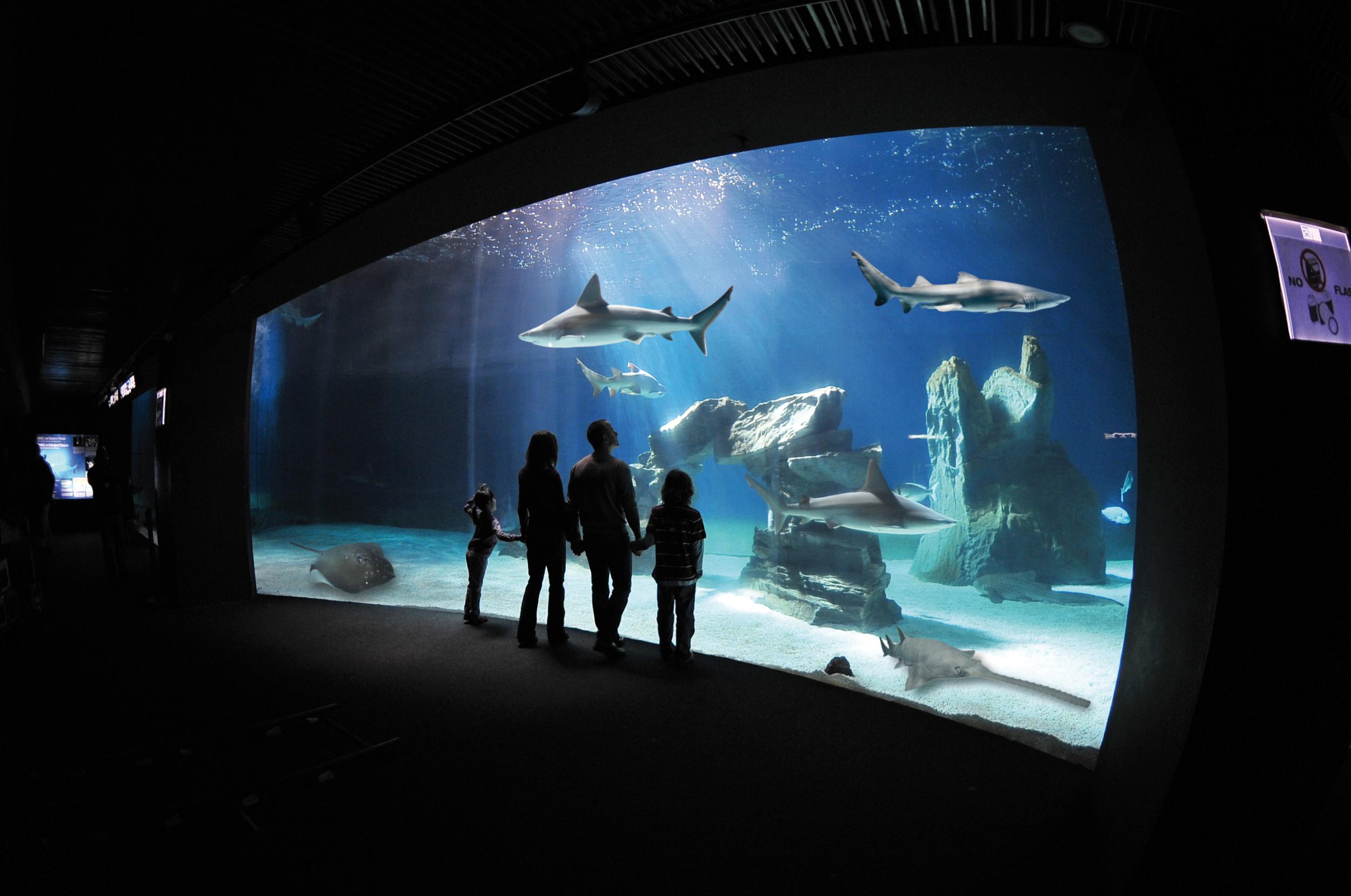 Genoa Aquarium + The City of children and teenagers