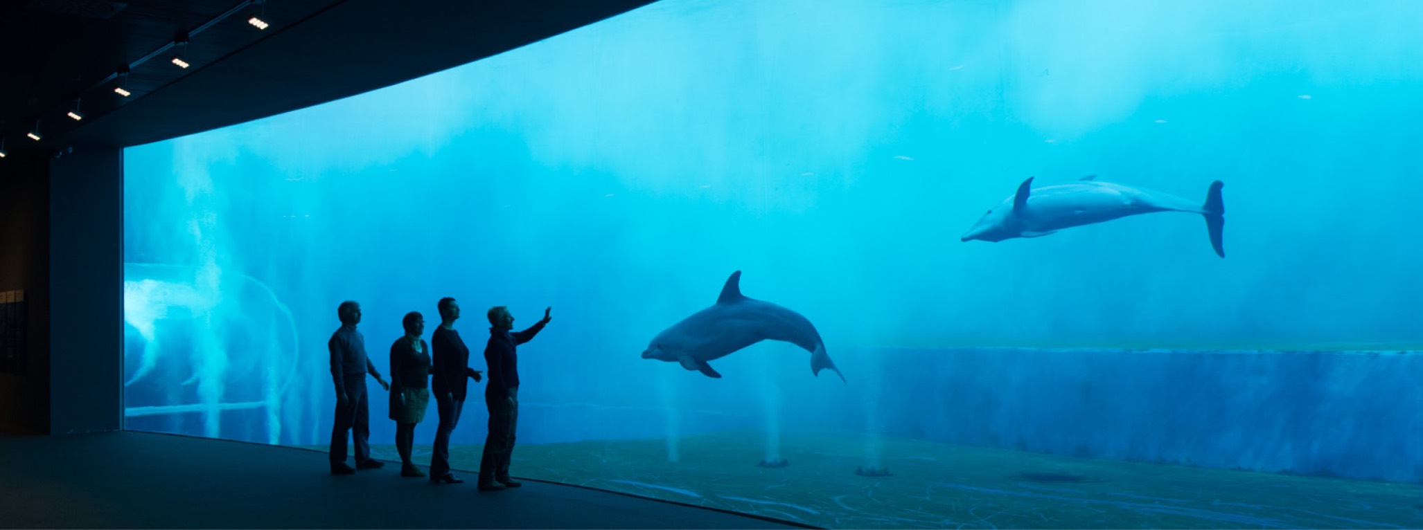 Gruppo di visitatori ammira i delfini dell'Acquario di Genova Gruppo di visitatori ammira i delfini dell'Acquario di Genova