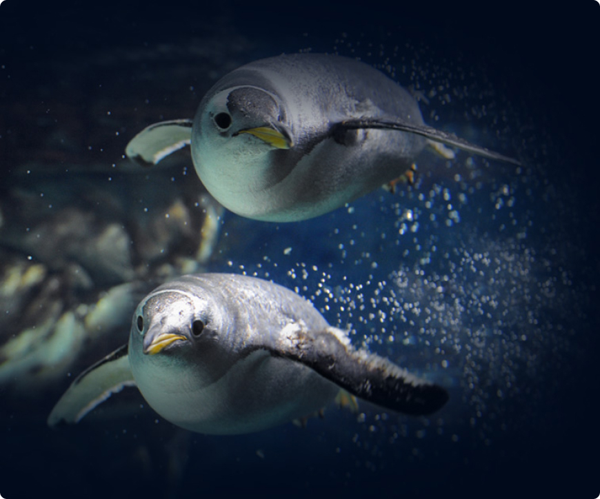 I pinguini e le specie marine antartiche