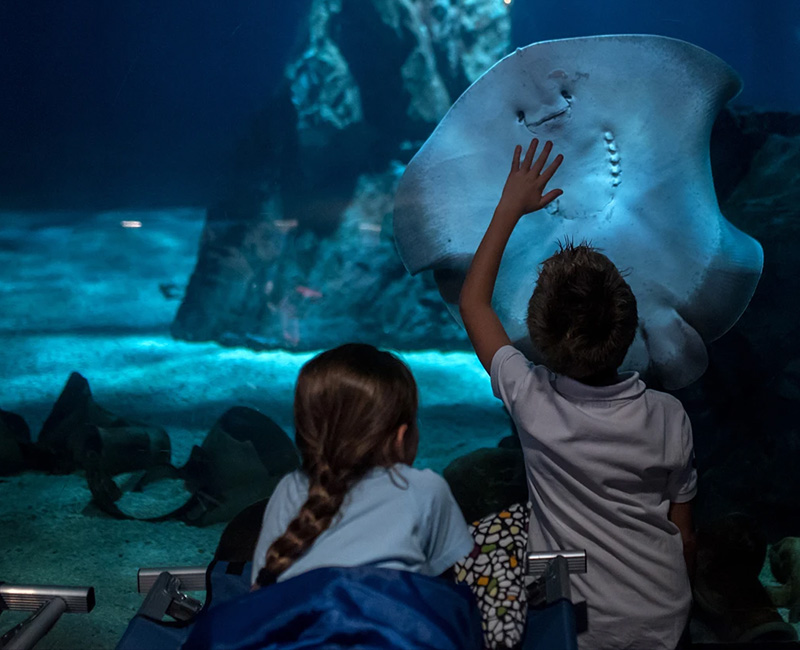 Notte con gli squali