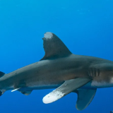 Costa Edutainment per lo squalo pinna bianca