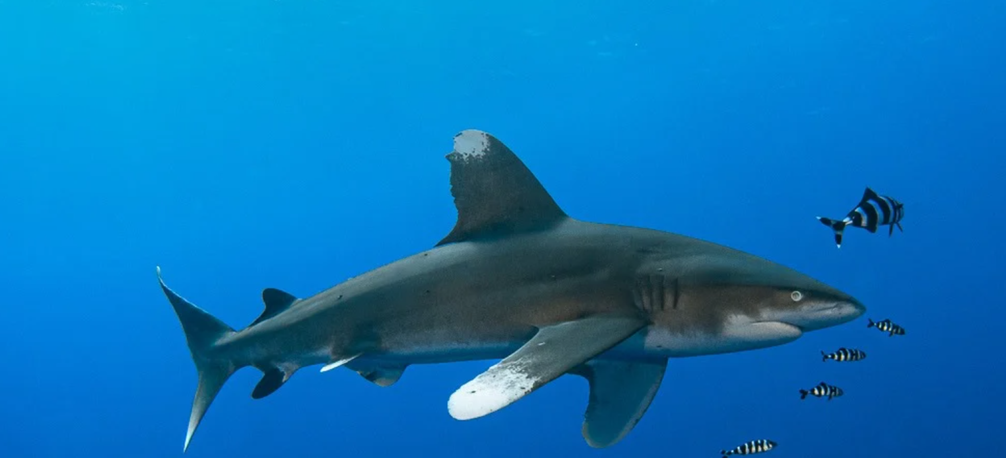 Costa Edutainment per lo squalo pinna bianca