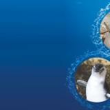 I 3 pinguini nati all'Acquario hanno un nome: <br>Magno, Lucy e Pinolo