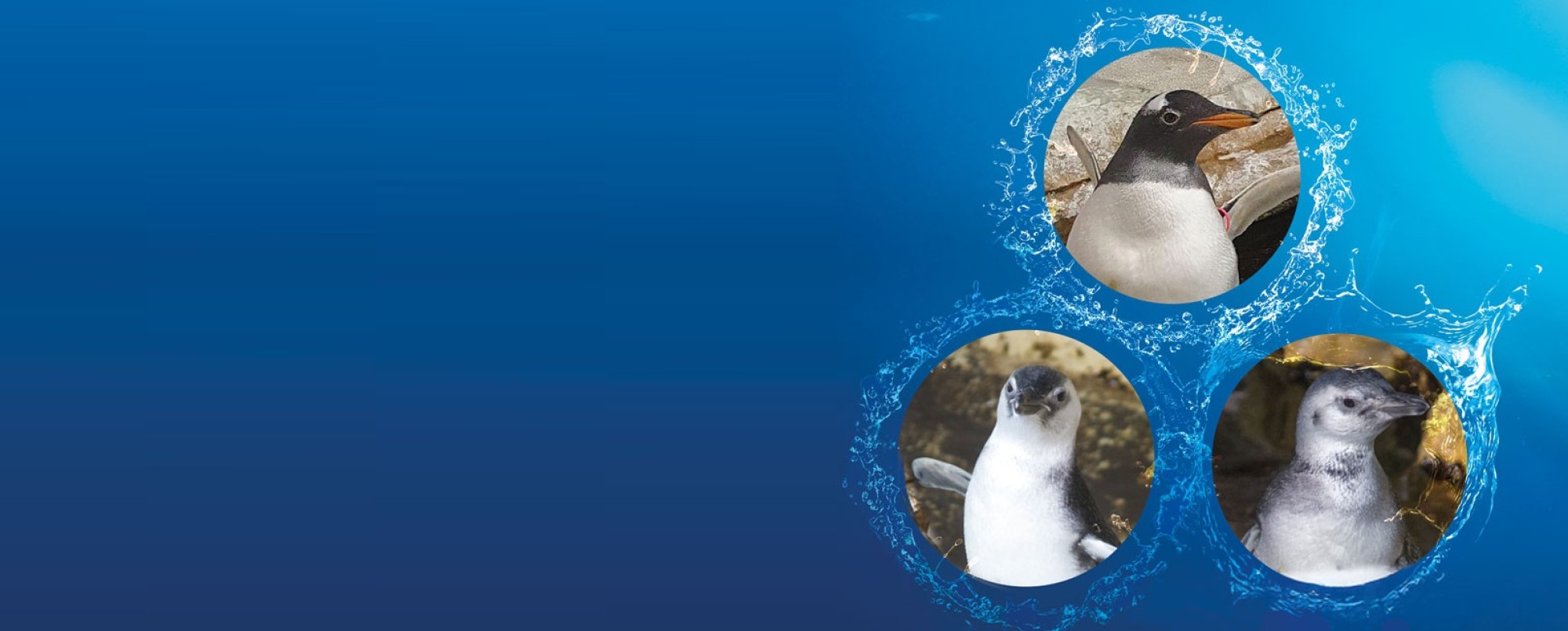 I 3 pinguini nati all'Acquario hanno un nome: <br>Magno, Lucy e Pinolo