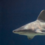 Il Mar Mediterraneo,<br/> un forziere di biodiversità da tutelare.