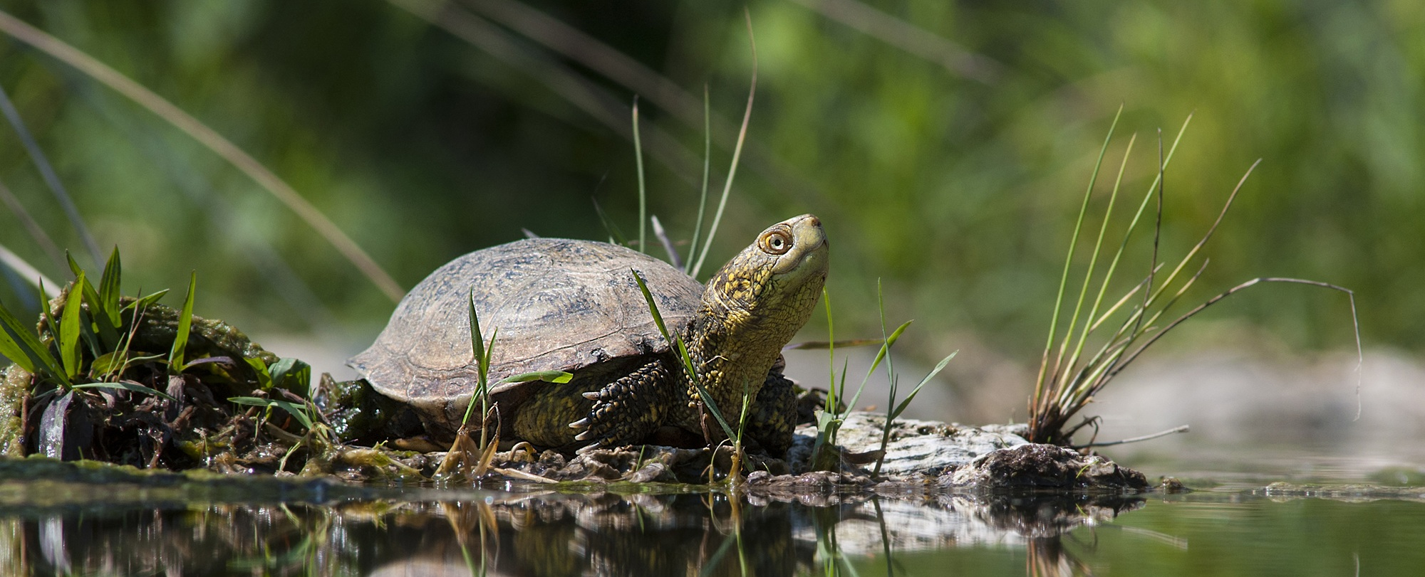 KidPass Days all’Acquario di Genova