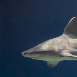 L’Acquario di Genova dà benvenuto agli Alpini