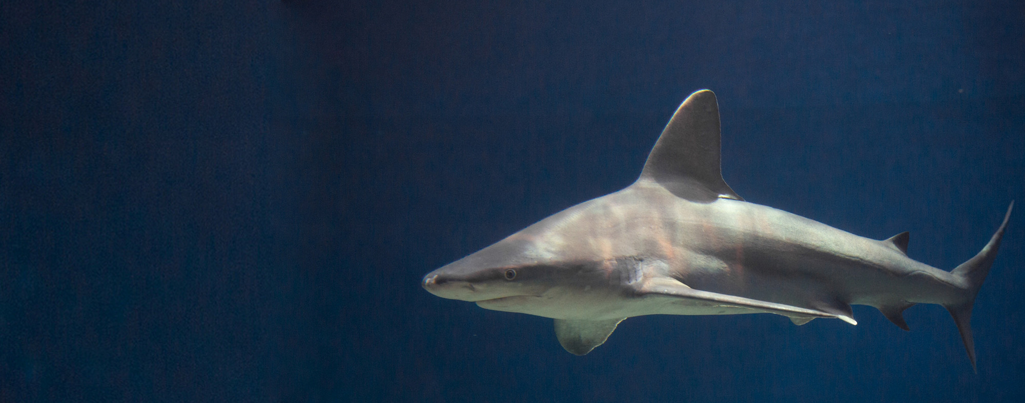 L’Acquario di Genova dà benvenuto agli Alpini