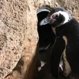 L’Acquario di Genova dà il benvenuto<br> a due pulcini di pinguino di Magellano.