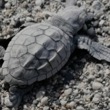 Le nidificazioni di <br>tartaruga <i>Caretta caretta</i> in Liguria