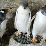 Tre nuovi pulcini nella vasca subantartica dell’Acquario!