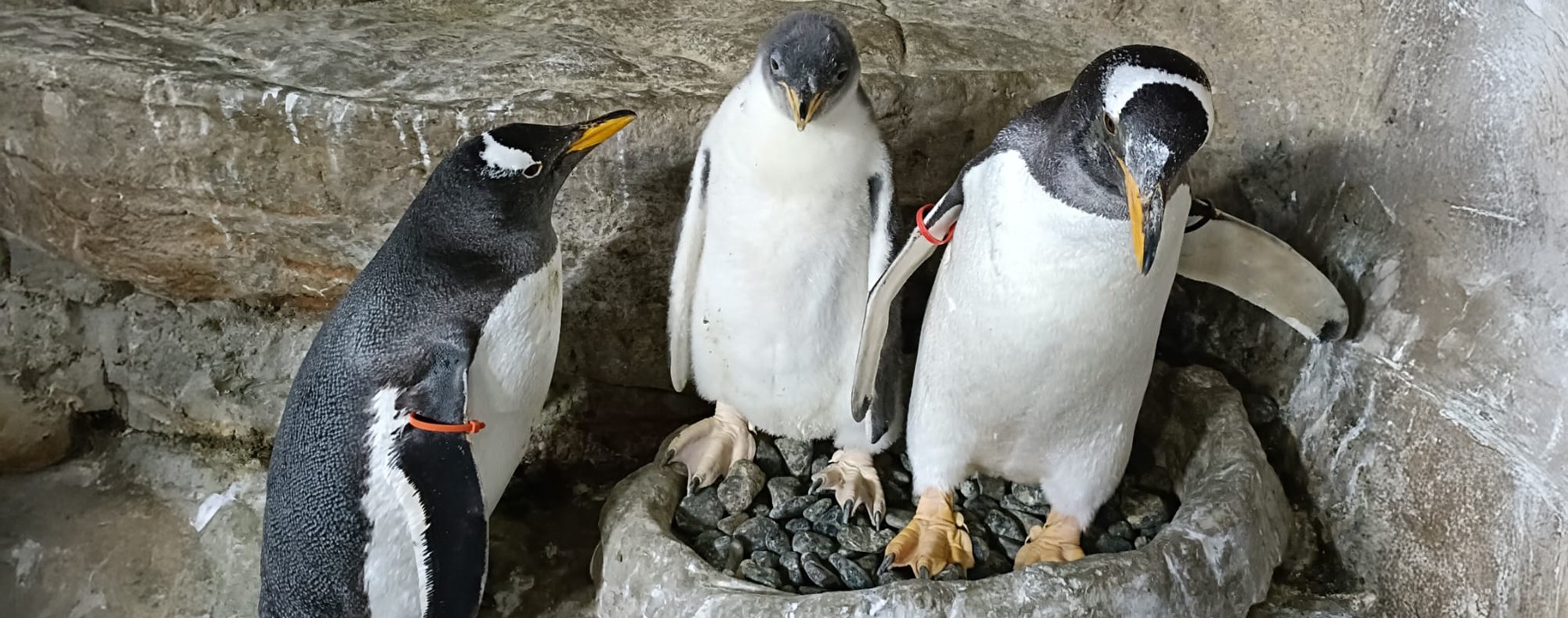 Tre nuovi pulcini nella vasca subantartica dell’Acquario!