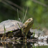 Visita di monitoraggio del progetto LIFE URCA PROEMYS