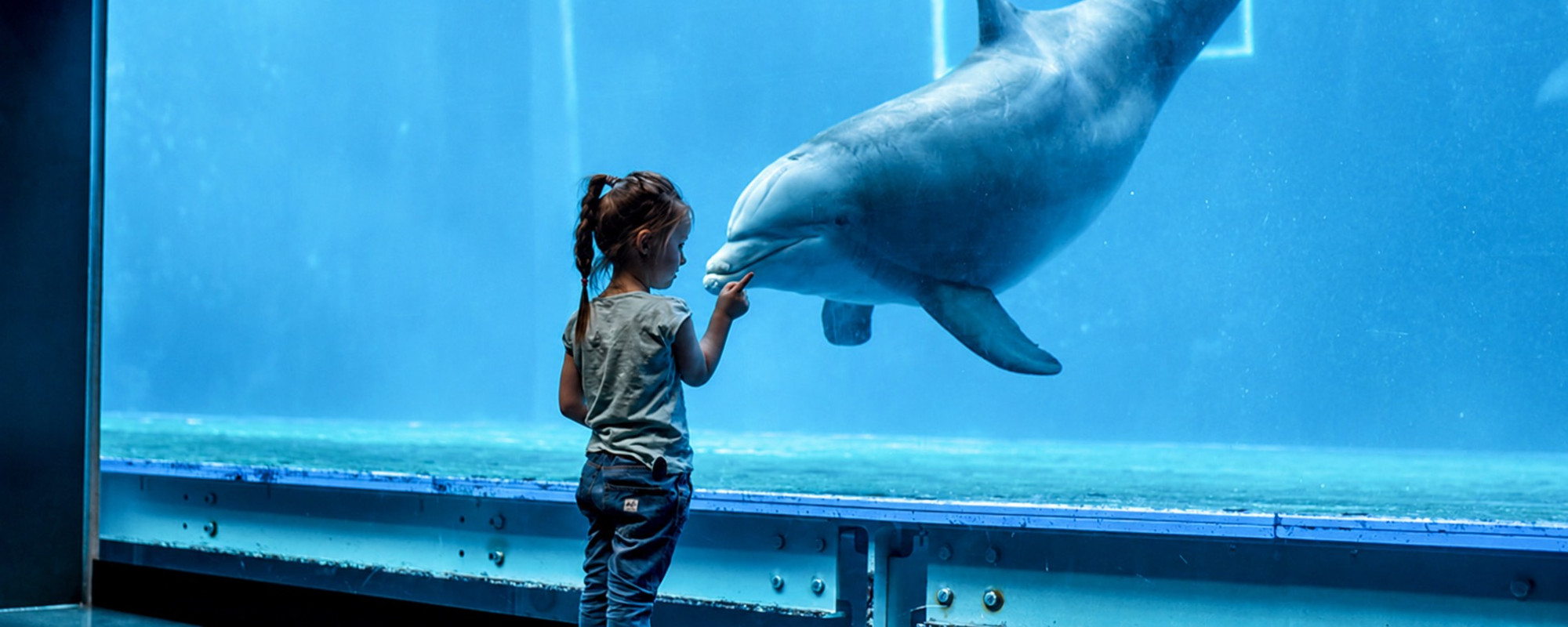 Bambina interagisce con un delfino all'Acquario di Genova