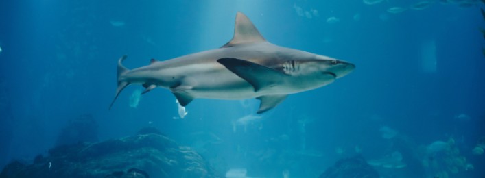 Regala un’emozione