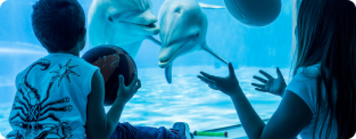 Face to face with dolphins