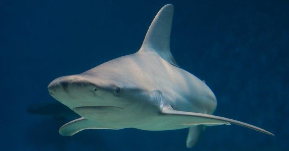 Sharks at Genova's Aquarium: Research and Conservation Efforts