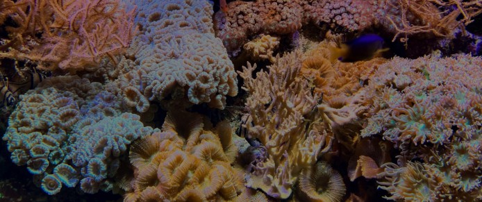 Tropical corals: a heritage to be preserved.