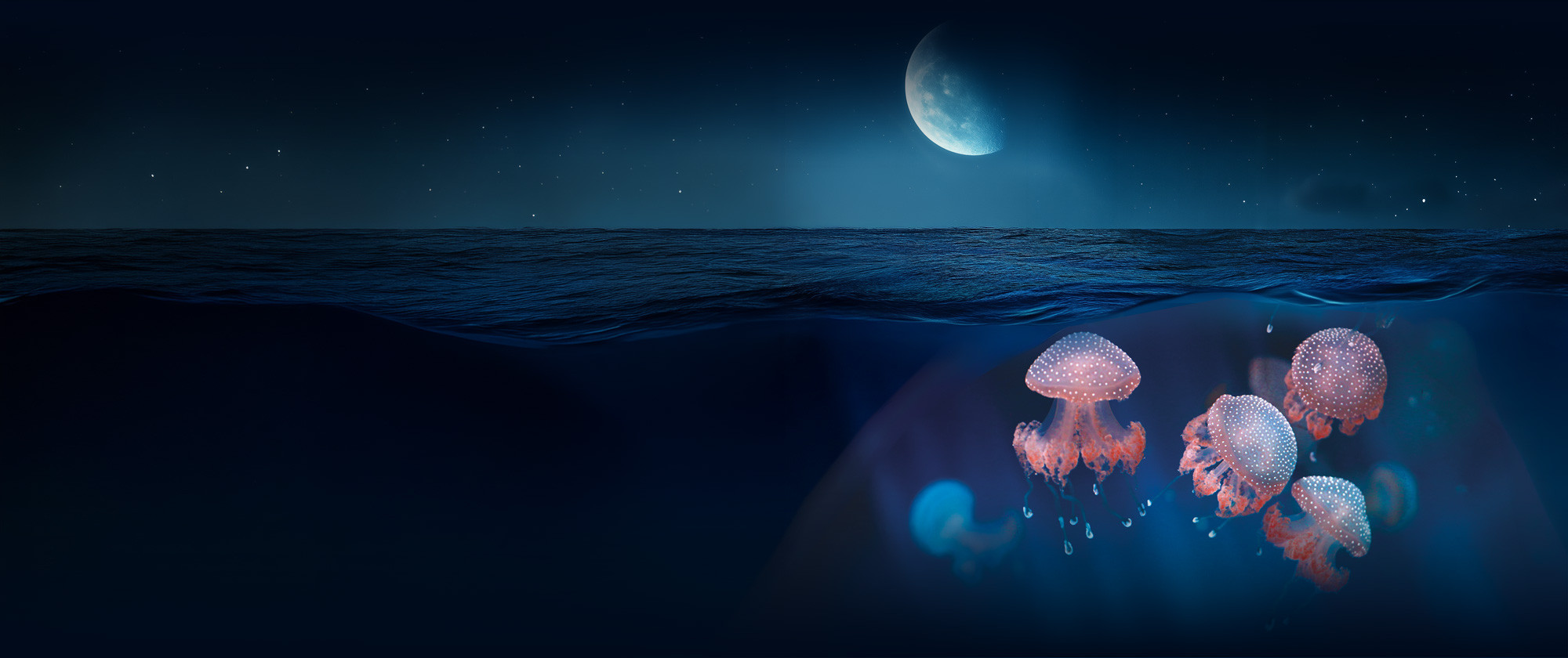 The Aquarium at night is a whole different emotion