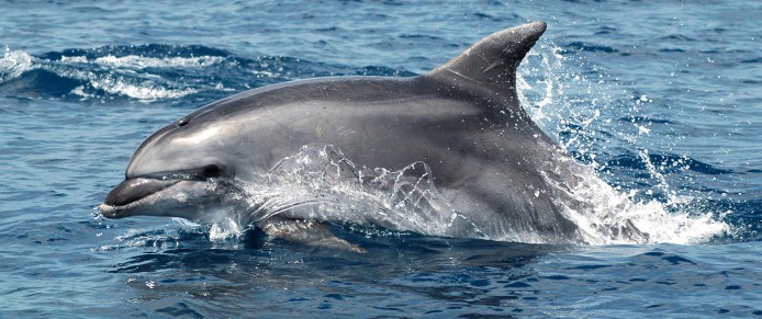 Bottlenose dolphin research projects
