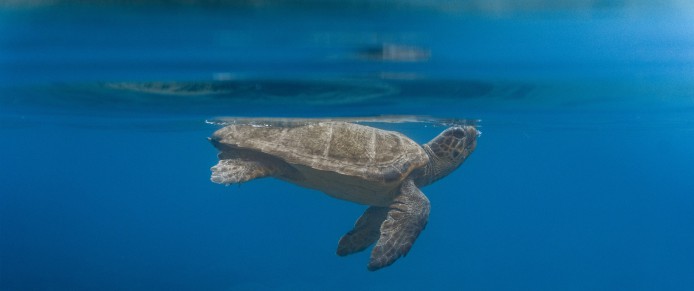 SOS Turtles